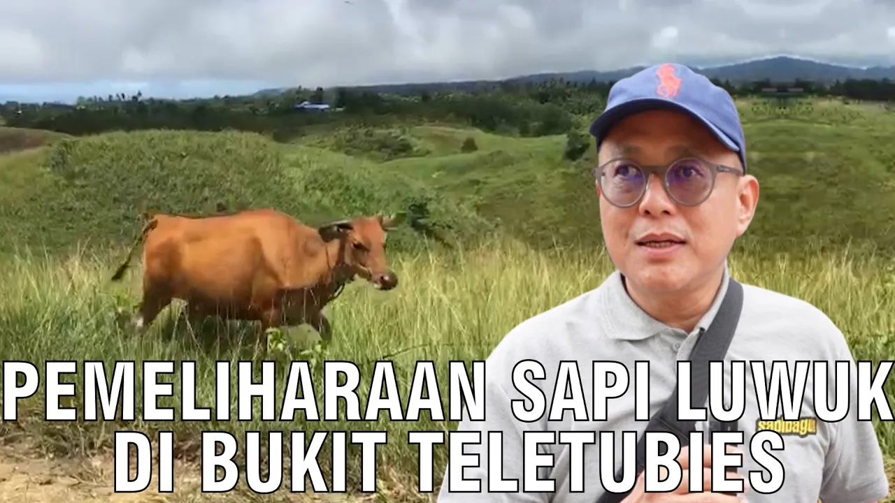 
                                 Pemeliharaan-Sapi-Luwuk-di-Bukit-Teletubies